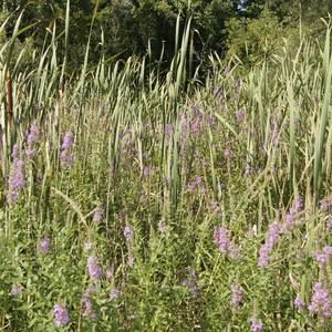 Meet your Posher, Yim